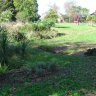 The field 1. Cambridge Tree Trust